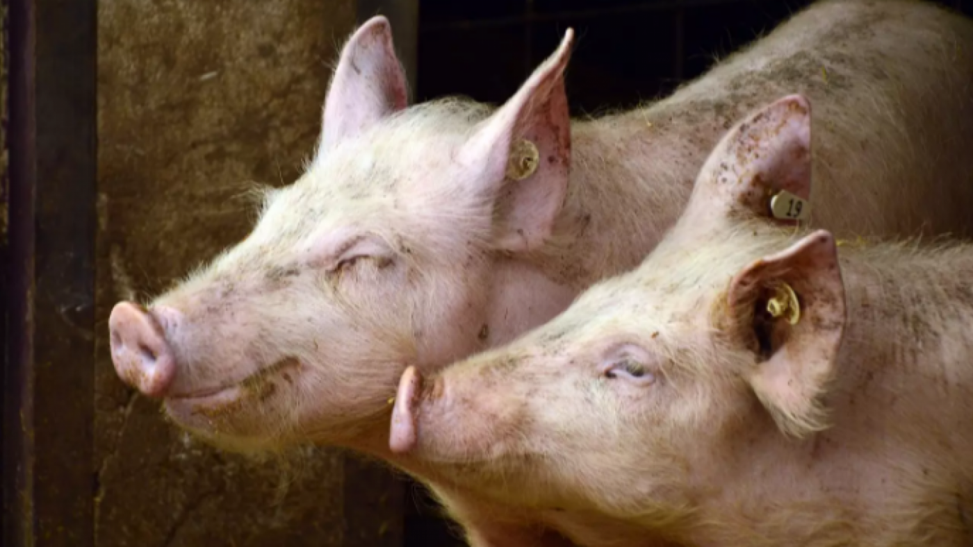 La Academia de Ciencias Veterinarias dice que el 90% de las explotaciones ganaderas cumple la normativa medioambiental