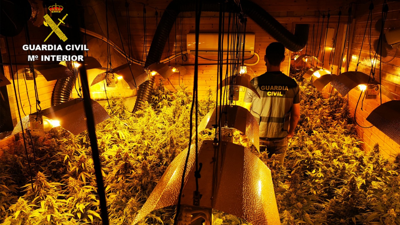 Desmantelado un invernadero clandestino con más de medio millar de plantas de cannabis en Sangonera la Seca