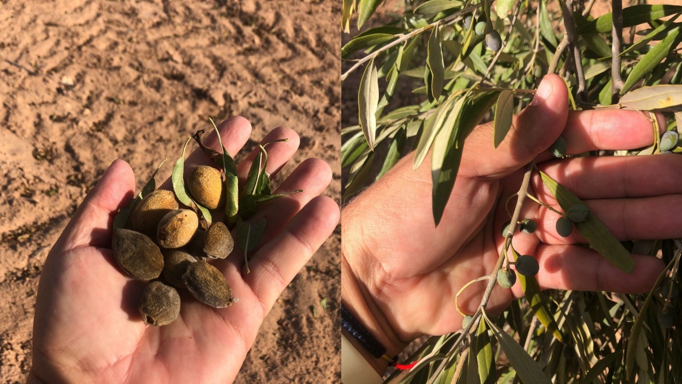 Los campos jumillanos afrontan su cuarto año de sequía