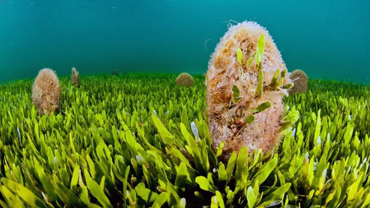 La Fundación Biodiversidad financia un nuevo proyecto para conservar la nacra del Mar Menor