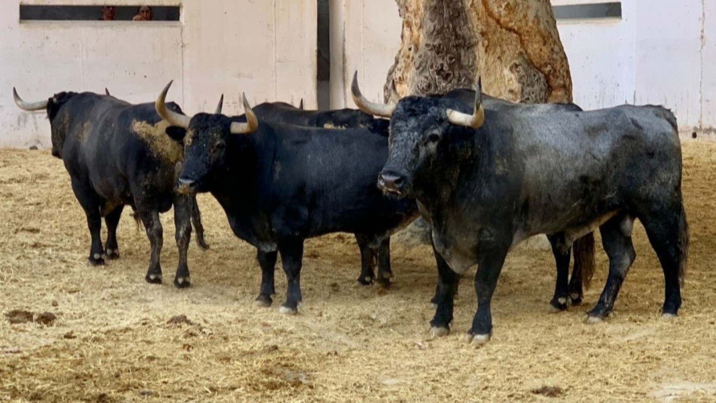 La Región volverá a contar con una Escuela de Tauromaquia 