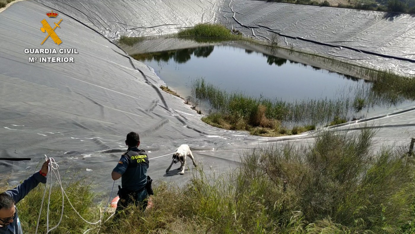 Rescatan a dos perros de un pantano de riego en Totana