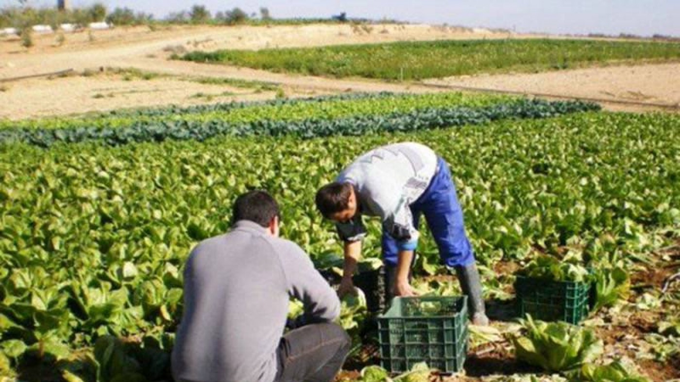 Agricultores recogiendo lechugas. AGROINFORMACIÓN