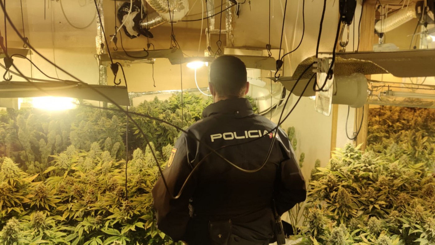 La Policía Nacional desmantela en Murcia un cultivo indoor de marihuana con 139 plantas