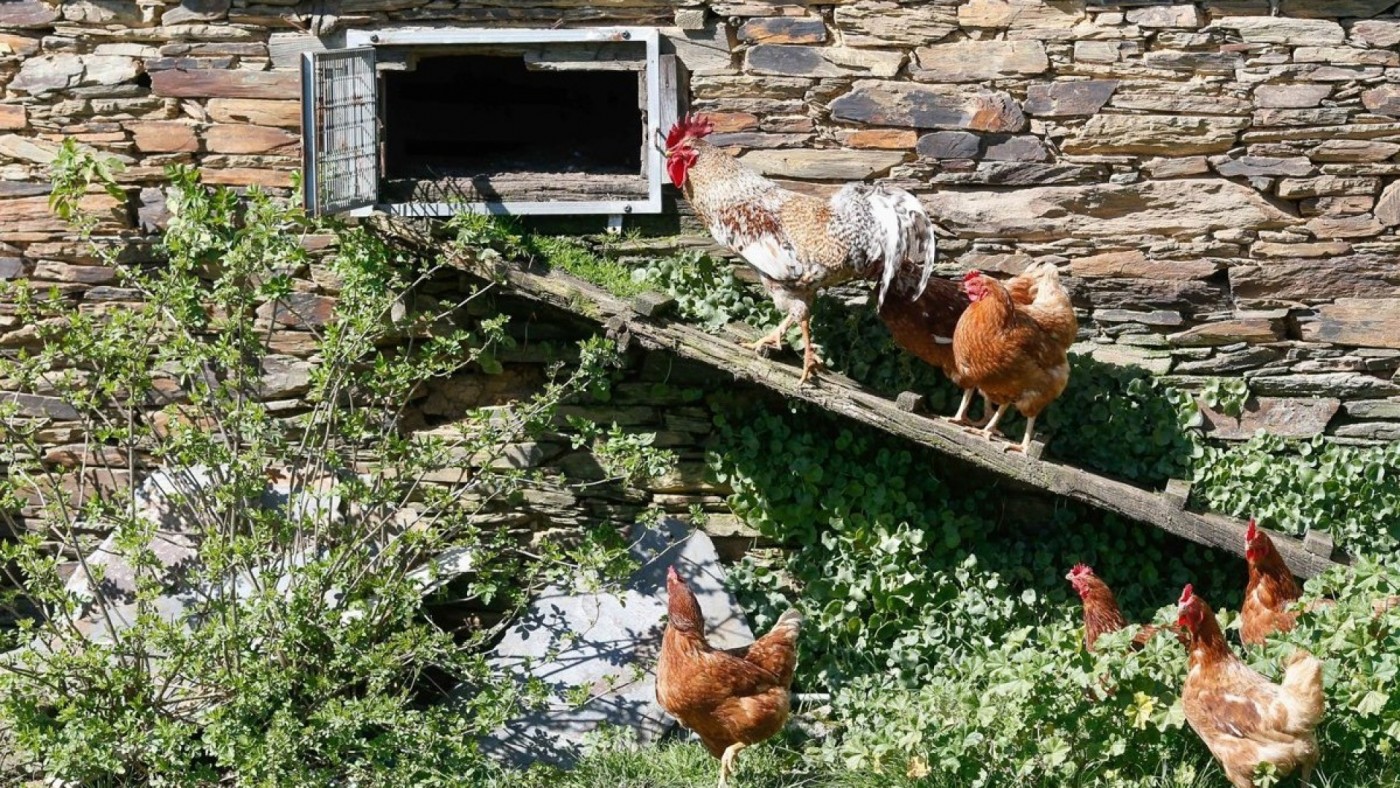 Adoptado el confinamiento preventivo frente a la gripe aviar de las aves de corral en la Región de Murcia 