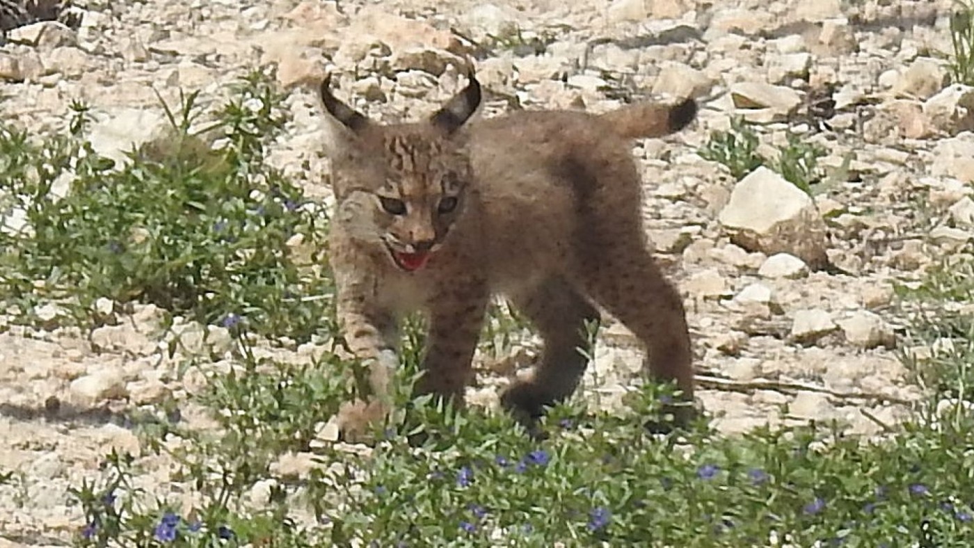 Nacen en libertad los dos primeros linces ibéricos en la Región de Murcia