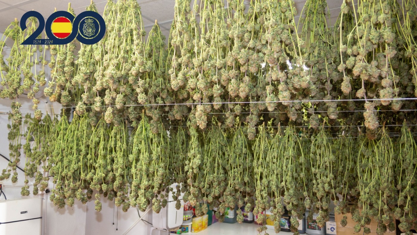 Detenidos nueve miembros de un clan familiar por tráfico de drogas en La Ñora