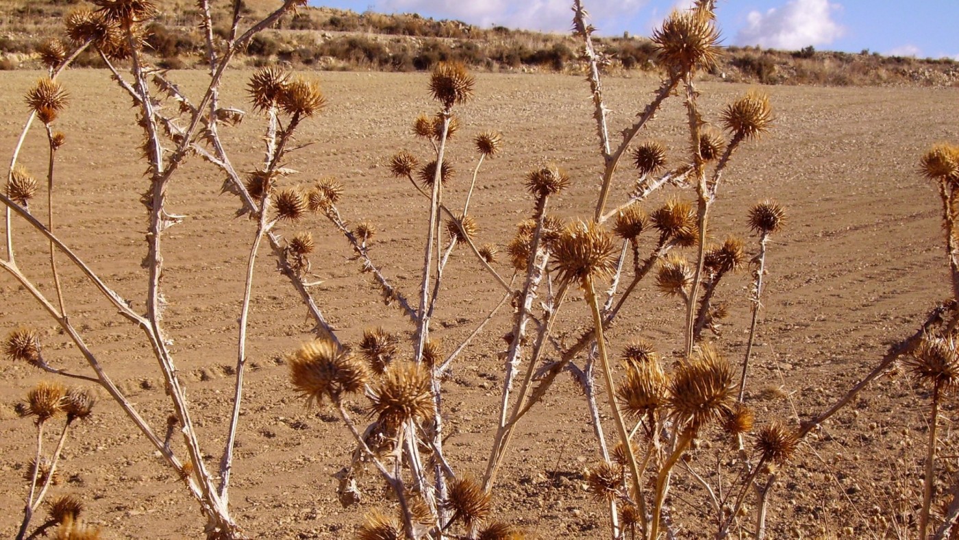 La sequía y el pedrisco detrás de las indemnizaciones de Agroseguro en la Región de Murcia